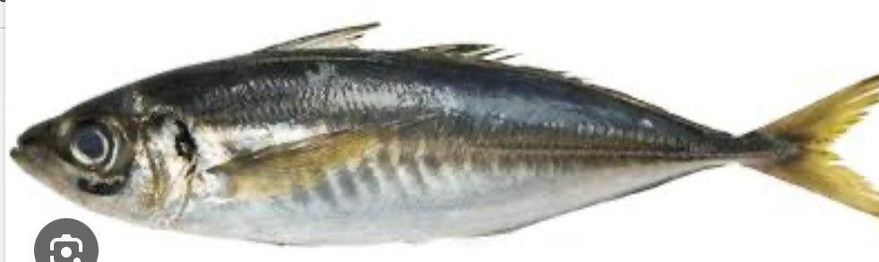 Horse mackerel/chinchard bag of 3 medium
