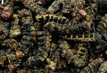 Dried caterpillar/mbinzo