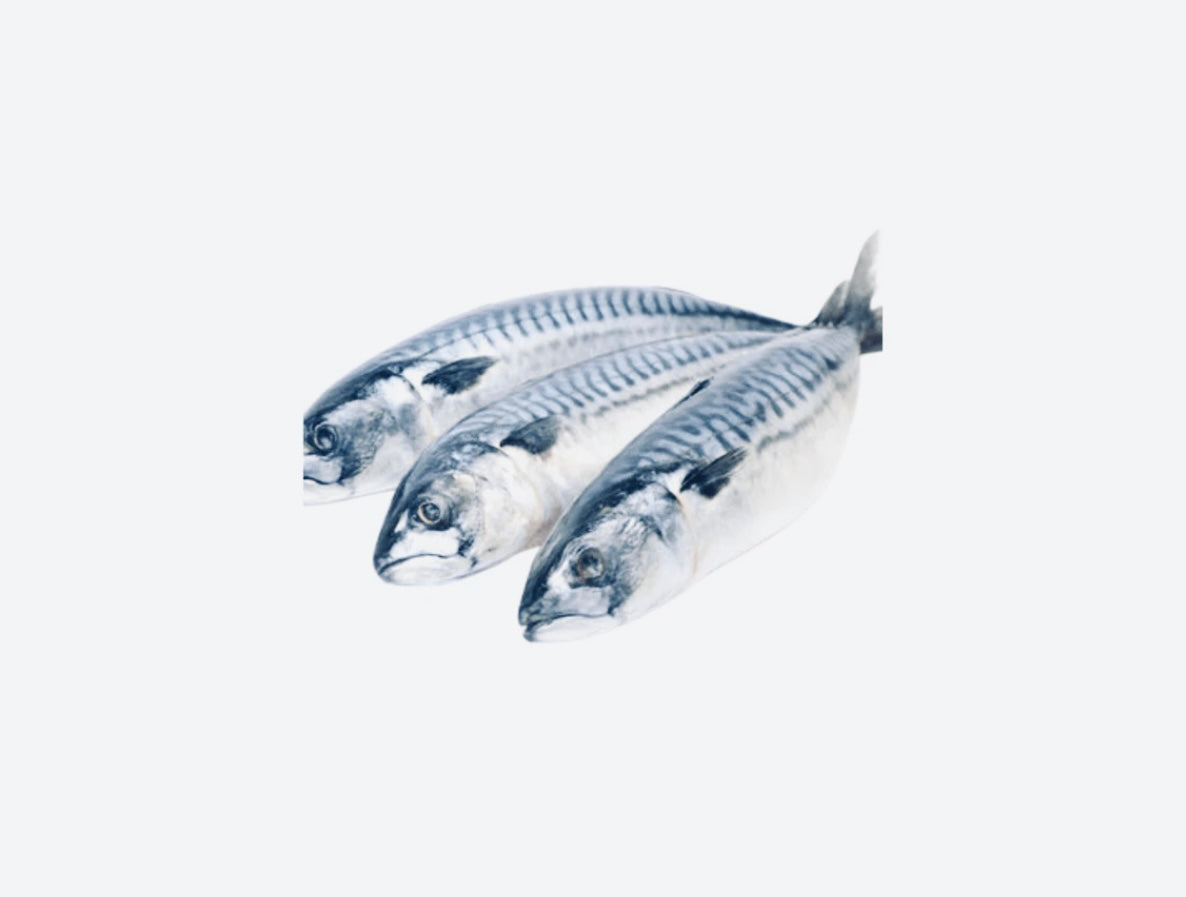 4 pack Mackerel